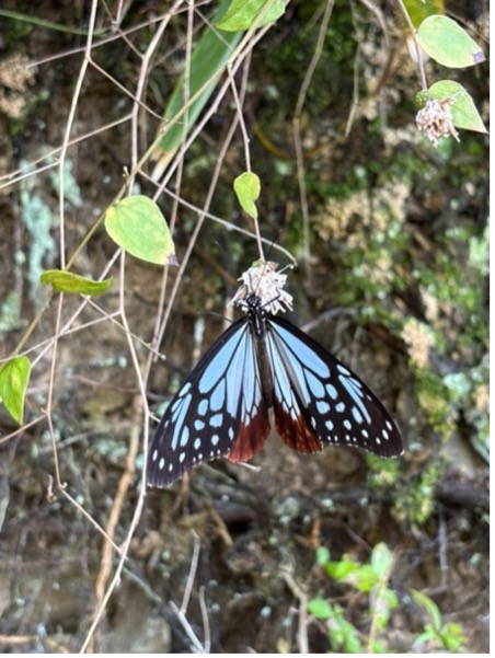 高野山から熊野古道へ