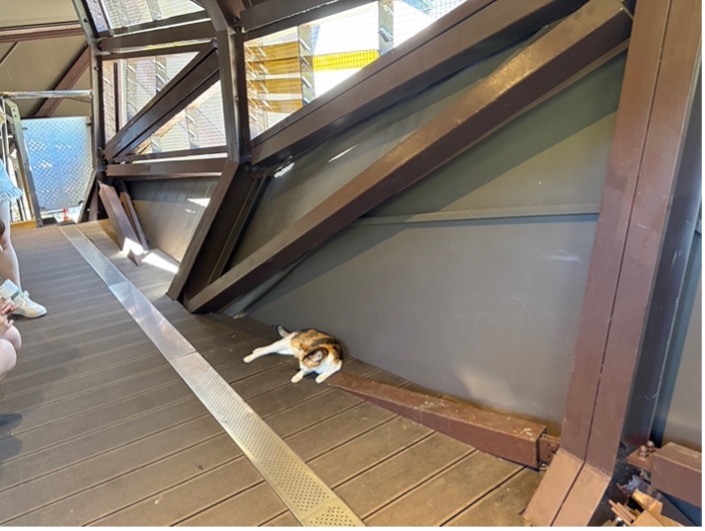 猫村へ行く– 　台湾母息子旅編