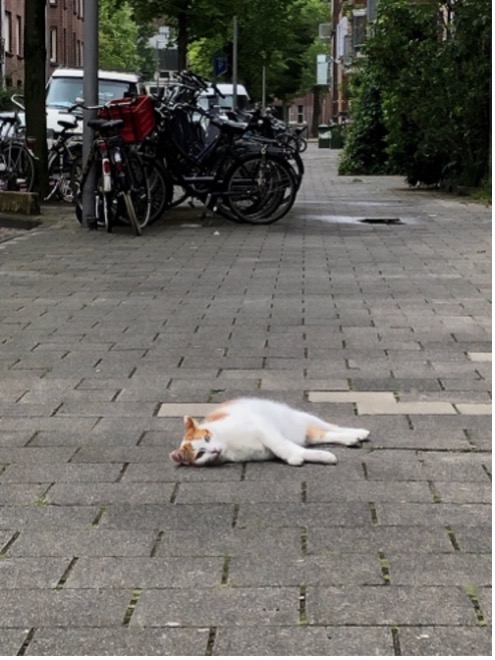 転ばぬ先の杖