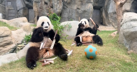 Credit: Ocean Park Hong Kong